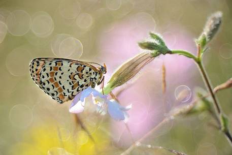 Melitaea is a genus of brush-footed butterflies (family Nymphalidae),photographing backlit, bathed in dew, using an old lens, the 100mm trioplan.