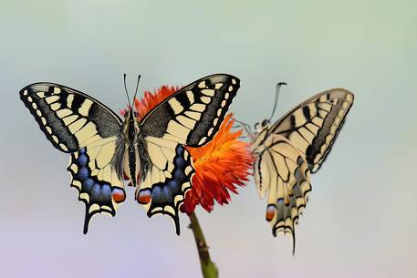 Papilio machaon
The Old World swallowtail (Papilio machaon) is a butterfly of the family Papilionidae,It is one of Europe's largest butterfly, with its 8 cm. wingspan