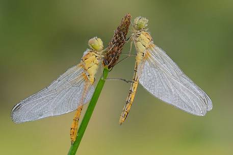 two sympetrum (fam.odonati) are waiting for the sun to dry his wings to fly