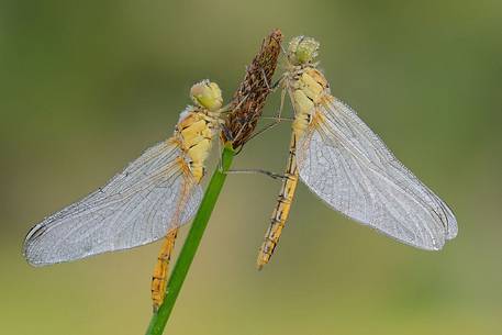 two sympetrum (fam.odonati) are waiting for the sun to dry his wings to fly two sympetrum (fam.odonati) are waiting for the sun to dry his wings to fly