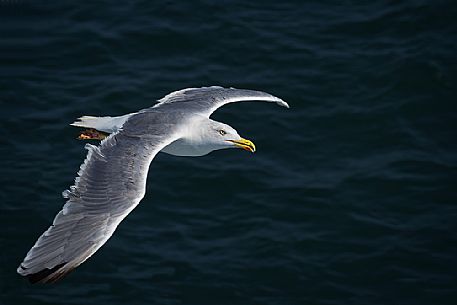 Gull in flight  