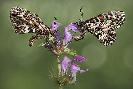 Butterflies Polissena,  Zerynthia polyxena