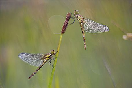 Libellule, Sympetrum fonscolombii, female