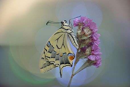 Batterfly Papilio machaon