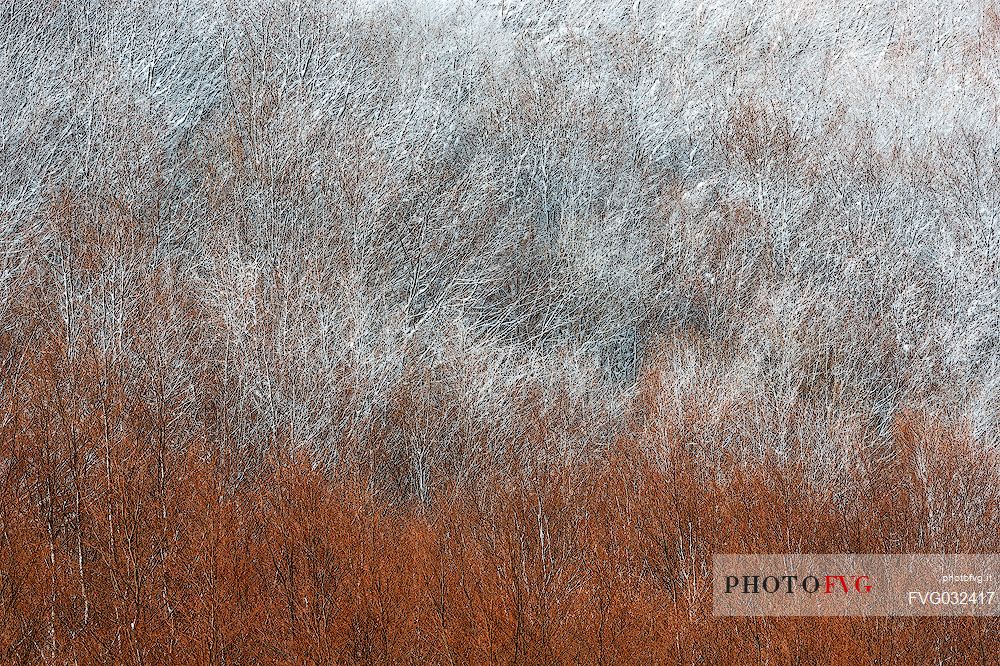 Detail of autumnal snowy forest in the Gran Sasso and monti della Laga national park, Campotosto lake, Abruzzo, Italy