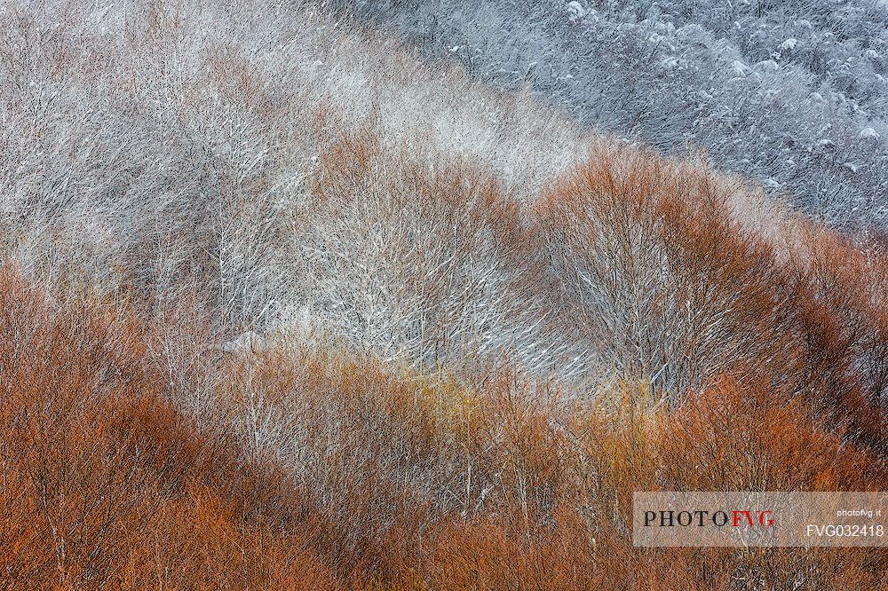 Detail of autumnal snowy forest in the Gran Sasso and monti della Laga national park, Campotosto lake, Abruzzo, Italy