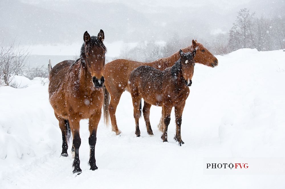 A group of horses in the snowstorm, Campotosto lake, Gran Sasso and monti della Laga national park, Abruzzo, Italy