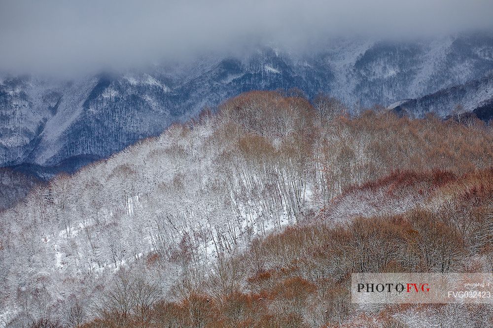 Autumnal snowy forest in the Gran Sasso and monti della Laga national park, Campotosto lake, Abruzzo, Italy