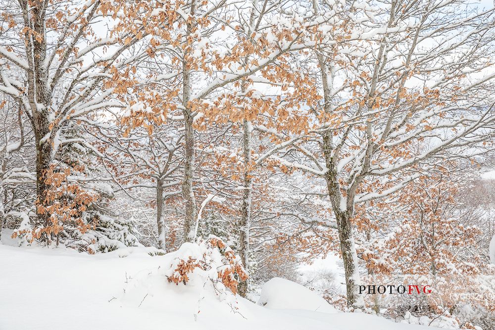 The leaves left on the plants color the snow cover at the edges of the Campotosto lake, Gran Sasso and Monti della Laga national park, Abruzzo, Italy