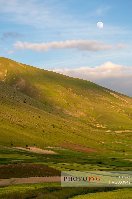 Cultivated fields and flowering of lentils at sunset in Pian Grande, Castelluccio di Norcia, Sibillini National Park, Italy, Europe