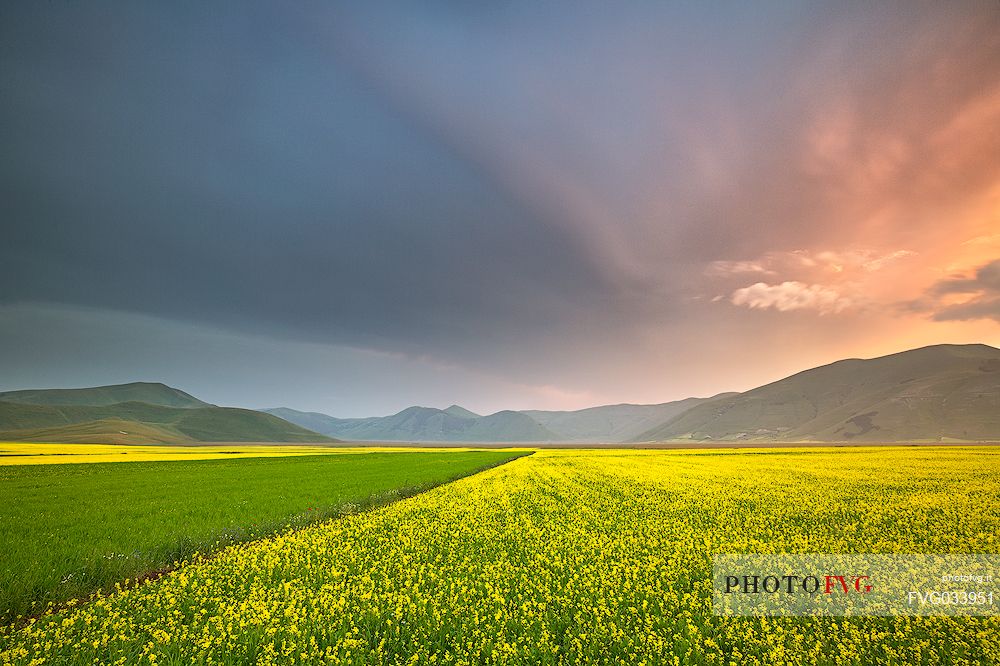 Cultivated and flowering fields of lentils at sunset in Pian Grande, Castelluccio di Norcia, Sibillini National Park, Italy, Europe