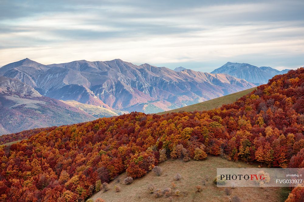 Colored woods along the slopes of the Pian Grande of Castelluccio di Norcia, Sibillini National Park, Umbria, Italy, Europe