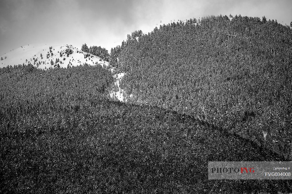 Detail of woods in Castelluccio di Norcia, Sibillini National park, Umbria, Italy, Europe