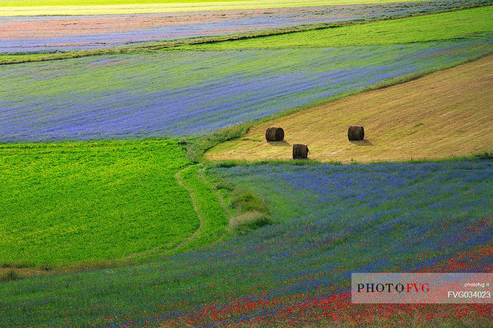 Cultivated fields at Castelluccio di Norcia, Sibillini National Park, Umbria, Italy, Europe