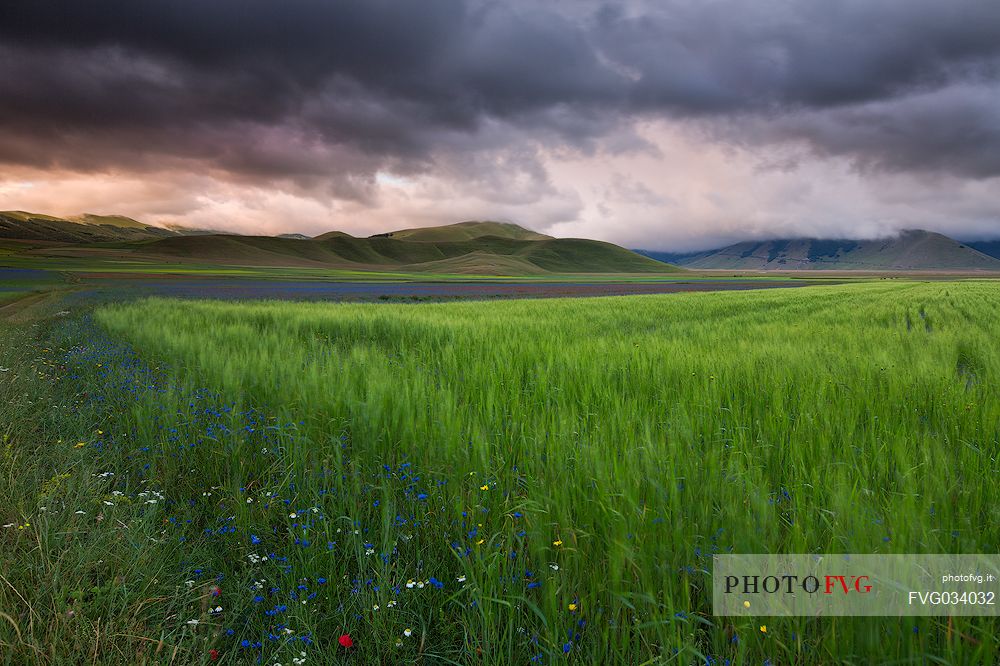 Springtime in the Pian Grande of Castelluccio di Norcia, Sibillini National Park, Umbria, Italy, Europe