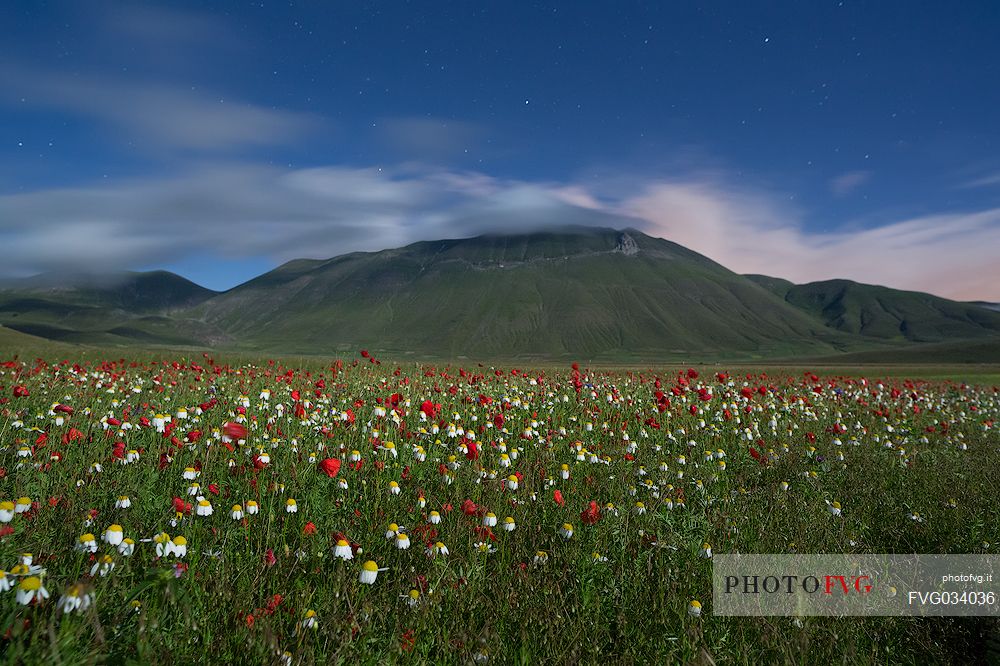 A full moon night during the flowering in Castelluccio di Norcia, in the background the Vettore mount, Sibillini National park, Umbria, Italy, Europe