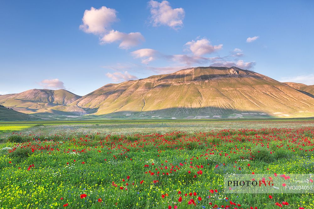 Flowering in Pian Grande of Castelluccio di Norcia and in the background the Vettore mount, Sibillini National park, Umbria, Italy, Europe