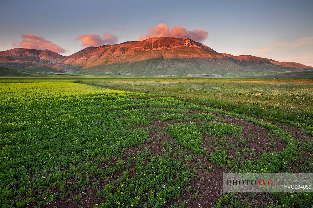 Flowering in Pian Grande of Castelluccio di Norcia and in the background the Vettore mount, Sibillini National park, Umbria, Italy, Europe