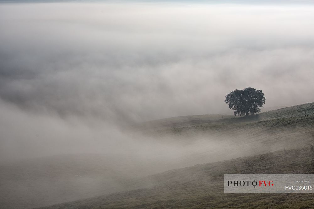 Lonely tree in the fog, Orcia valley, Tuscany, Italy, Europe