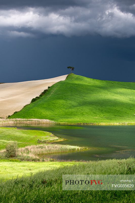 Lonely tree in the hills of Val d'Orcia, Tuscany, Italy, Europe