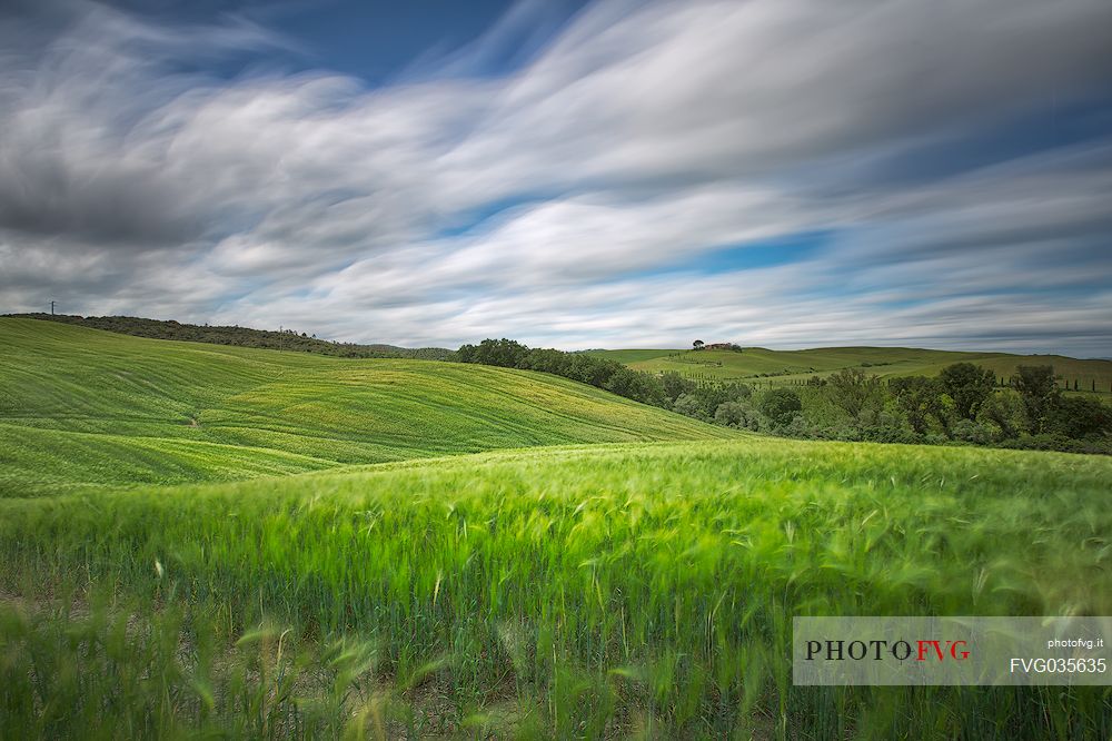 Fresh green wheat fields on the rolling hills of the Val d'Orcia valley in Tuscany, Italy, Europe