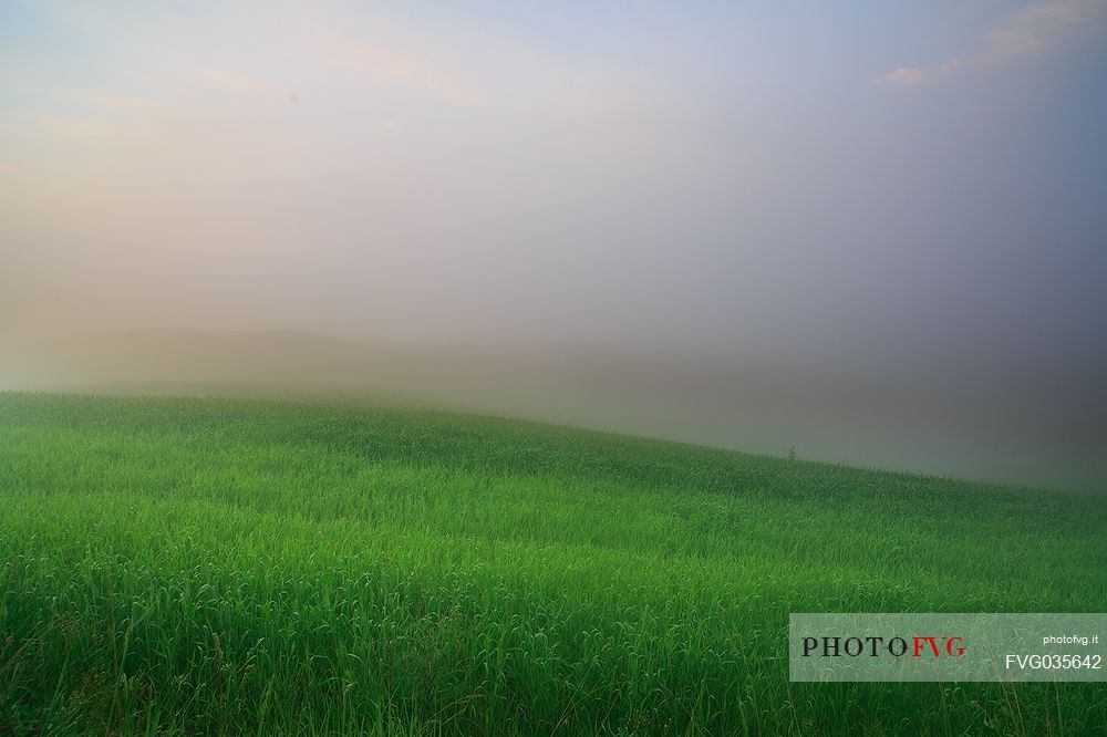 Green field on the rolling hills of the Val d'Orcia valley in Tuscany, Italy, Europe