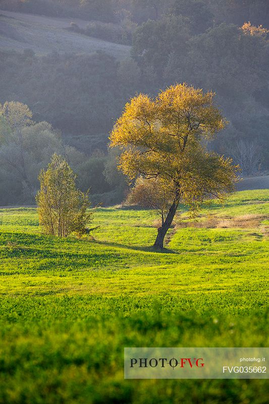 Trees in the hills of Val d'Orcia, Tuscany, Italy, Europe