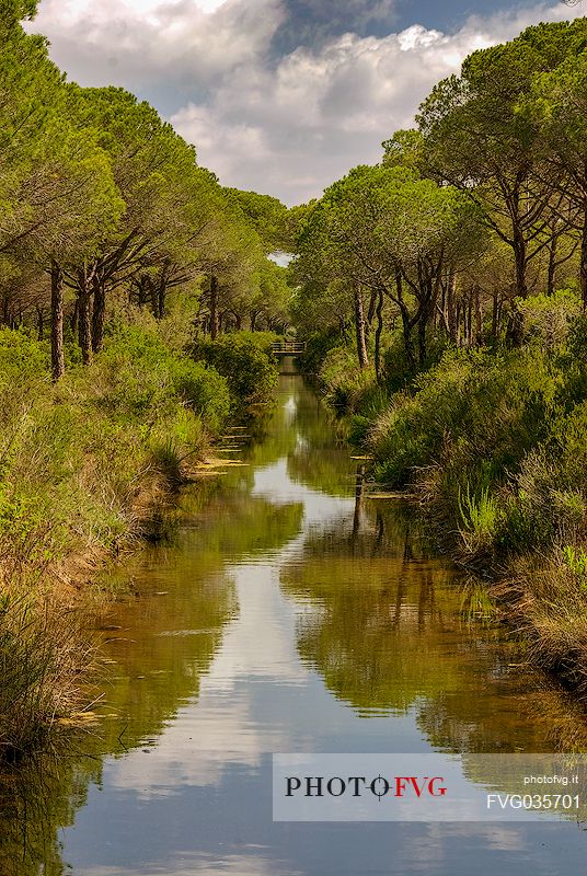 Parco dell'Uccellina Natural Reserve in the Natural Park of Maremma, Tuscany, Italy, Europe