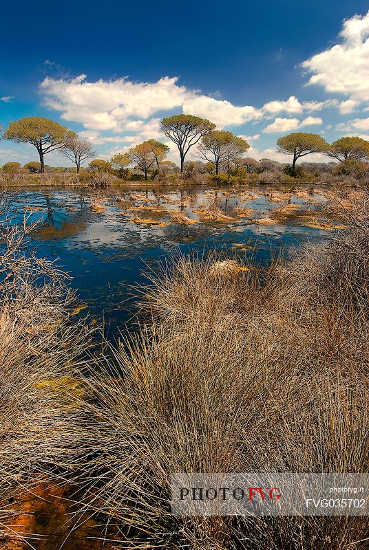 Parco dell'Uccellina Natural Reserve in the Natural Park of Maremma, Tuscany, Italy, Europe