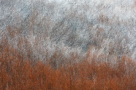 Detail of autumnal snowy forest in the Gran Sasso and monti della Laga national park, Campotosto lake, Abruzzo, Italy Detail of autumnal snowy forest in the Gran Sasso and monti della Laga national park, Campotosto lake, Abruzzo, Italy