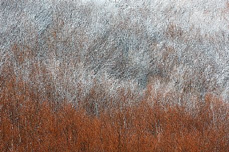 Detail of autumnal snowy forest in the Gran Sasso and monti della Laga national park, Campotosto lake, Abruzzo, Italy