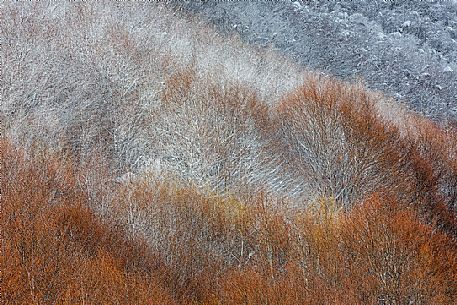 Detail of autumnal snowy forest in the Gran Sasso and monti della Laga national park, Campotosto lake, Abruzzo, Italy