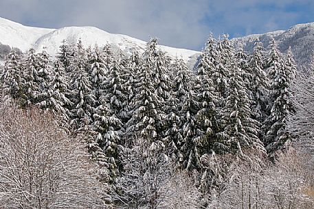 A Christmas card along the shore of lake of Campotosto, Gran Sasso and monti della Laga national park, Abruzzo, Italy A Christmas card along the shore of lake of Campotosto, Gran Sasso and monti della Laga national park, Abruzzo, Italy