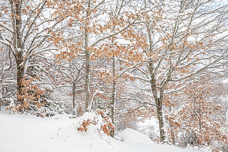 The leaves left on the plants color the snow cover at the edges of the Campotosto lake, Gran Sasso and Monti della Laga national park, Abruzzo, Italy