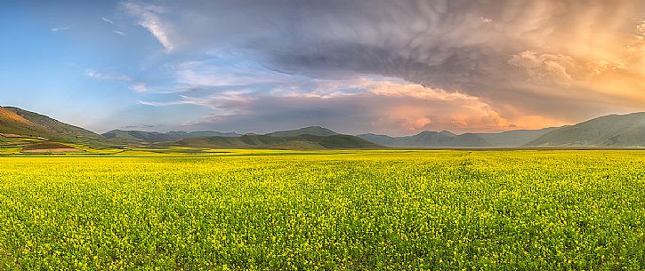 Cultivated and flowering fields of lentils at sunset in Pian Grande, Castelluccio di Norcia, Sibillini National Park, Italy, Europe