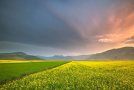 Cultivated and flowering fields of lentils at sunset in Pian Grande, Castelluccio di Norcia, Sibillini National Park, Italy, Europe