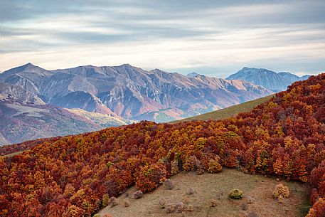 Colored woods along the slopes of the Pian Grande of Castelluccio di Norcia, Sibillini National Park, Umbria, Italy, Europe Colored woods along the slopes of the Pian Grande of Castelluccio di Norcia, Sibillini National Park, Umbria, Italy, Europe