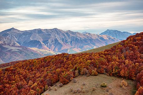 Colored woods along the slopes of the Pian Grande of Castelluccio di Norcia, Sibillini National Park, Umbria, Italy, Europe