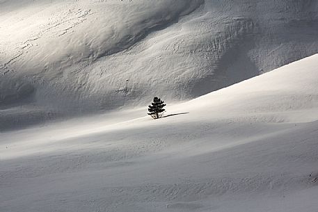 Shadows, lights and a solitary tree. The quiet after a heavy snowfall in Castelluccio, Sibillini national park, Umbria, Italy, Europe