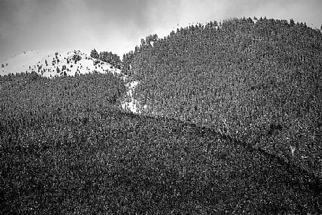 Detail of woods in Castelluccio di Norcia, Sibillini National park, Umbria, Italy, Europe