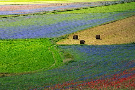 Cultivated fields at Castelluccio di Norcia, Sibillini National Park, Umbria, Italy, Europe