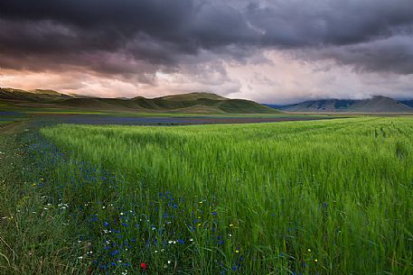 Springtime in the Pian Grande of Castelluccio di Norcia, Sibillini National Park, Umbria, Italy, Europe