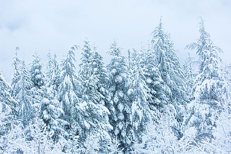 Snowy forest near Castelluccio di Norcia, Sibillini national park, Umbria, Italy, Europe Snowy forest near Castelluccio di Norcia, Sibillini national park, Umbria, Italy, Europe