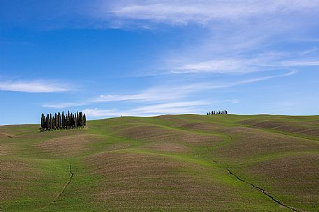 The cypress trees of San Quirico d'Orcia represent the naturalistic and landscape symbol, not only of the municipality and the area in which they are located but also of the whole of Tuscany, Orcia valley, Italy, Europe