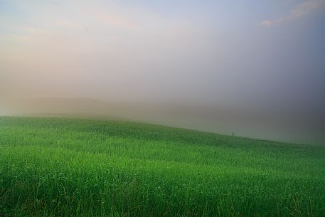 Green field on the rolling hills of the Val d'Orcia valley in Tuscany, Italy, Europe