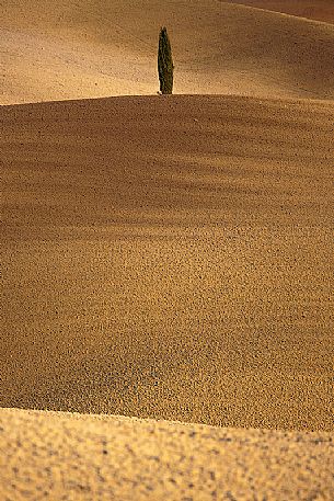 Lonely tree in the hills of Val d'Orcia, Tuscany, Italy