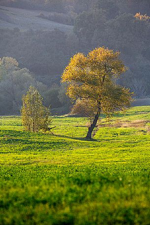 Trees in the hills of Val d'Orcia, Tuscany, Italy, Europe