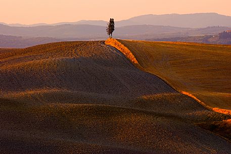 Lonely tree in the hills of Val d'Orcia, Tuscany, Italy, Europe