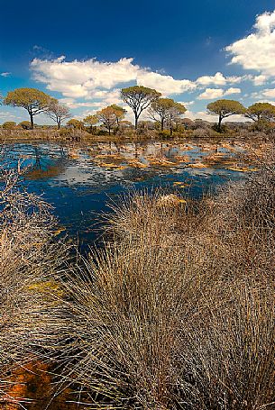 Parco dell'Uccellina Natural Reserve in the Natural Park of Maremma, Tuscany, Italy, Europe