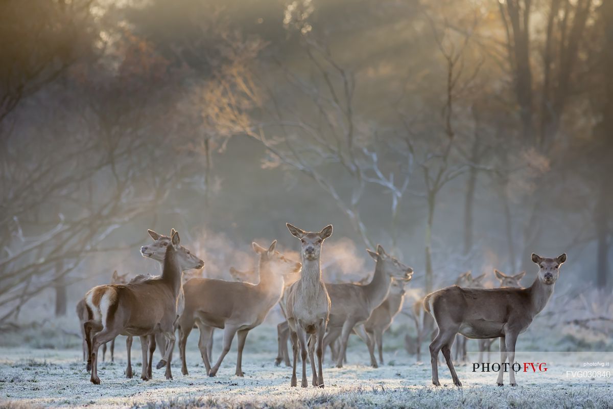 Group of deer in the Mesola woods, Parco Delta del P, Italy